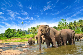 Letenky na Srí Lanku už za 399 eur